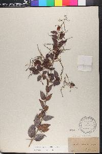 Sageretia minutiflora image