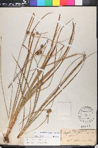 Carex elliottii image