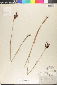 Juncus trigonocarpus image