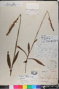 Spiranthes triloba image