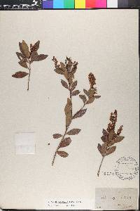 Cliftonia monophylla image