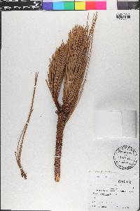 Pinus tropicalis image