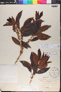 Sideroxylon salicifolium image