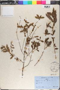 Acalypha scabrosa image