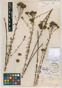Dalea pinnata var. adenopoda image