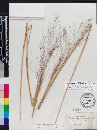 Muhlenbergia capillaris image