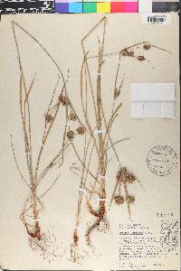 Cyperus houghtonii image