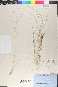 Aristida ternipes image