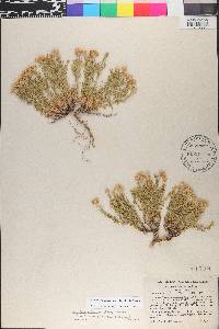 Chaetopappa ericoides image