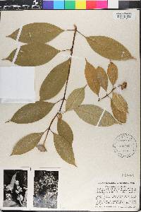 Psychotria urbaniana image