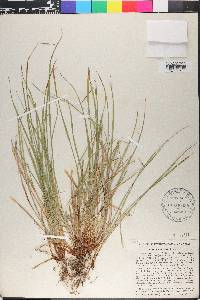 Carex jamesii image