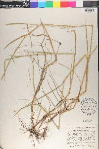 Glyceria acutiflora image