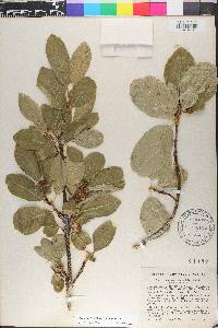 Frangula betulifolia image