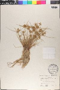 Cyperus flavescens image