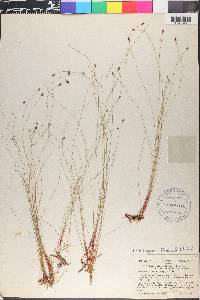 Eleocharis tenuis image