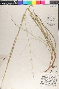 Glyceria borealis image