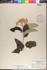 Solanum paniculatum image