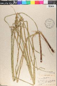 Carex decomposita image