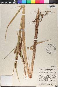 Carex lacustris image