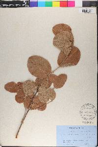 Coccoloba krugii image