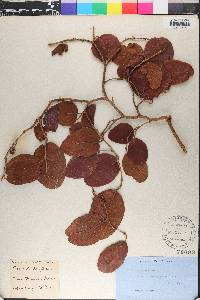 Coccoloba krugii image