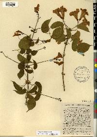 Bignonia diversifolia image