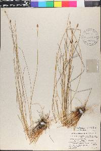 Eleocharis halophila image