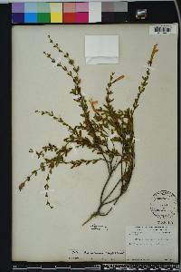 Calamintha coccinea image