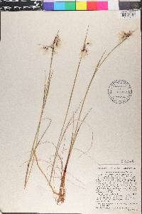 Eriophorum angustifolium image