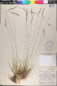 Festuca filiformis image