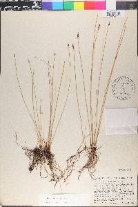 Eleocharis erythropoda image