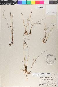 Blysmopsis rufa image