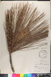 Pinus tropicalis image