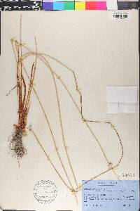 Cyperus laevigatus image