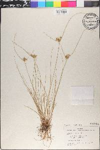 Cyperus flavescens image