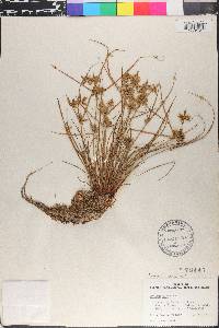 Cyperus flavescens image