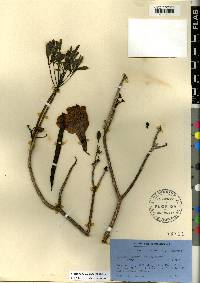 Tabebuia heterophylla image