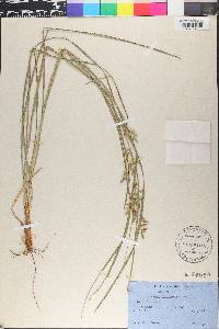 Carex polystachya image