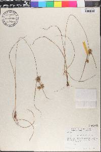 Cyperus schweinitzii image