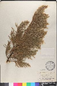 Juniperus bermudiana image