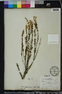 Calamintha coccinea image