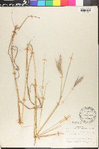 Bothriochloa glabra image