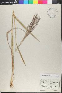 Leptochloa virgata image