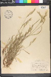 Bromus hordeaceus image