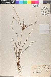 Cyperus cylindricus image