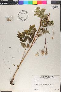 Aralia hispida image