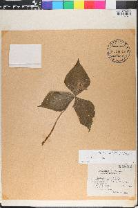 Trillium erectum image