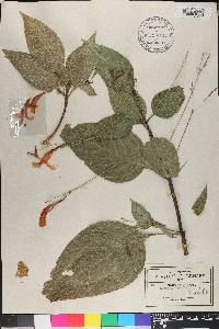 Ruellia macrophylla image