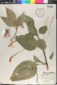 Ruellia macrophylla image