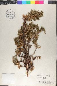 Juniperus horizontalis image